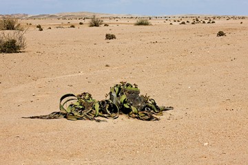 Obraz premium Welwitschia, welwitschia mirabilis, Living Fossil Plant, Namib Desert in Namibia