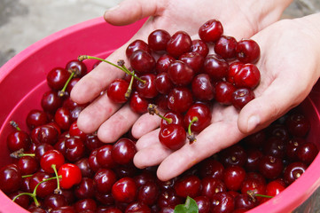 Hands holding and showing fresh picked organic cherries.