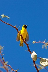 Southern Masked-weaver, ploceus velatus, Male standing on Acacia Tree Branch, Namibia