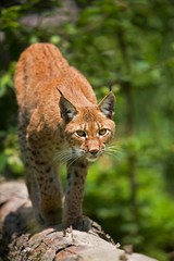 Siberian Lynx, lynx lynx wrangeli, Adult standing on Branch