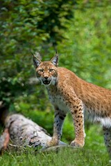 Siberian Lynx, lynx lynx wrangeli, Adult