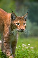 Siberian Lynx, lynx lynx wrangeli, Portrait of Adult