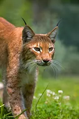 Foto op Canvas Siberische lynx, lynx lynx wrangeli, portret van volwassen © slowmotiongli