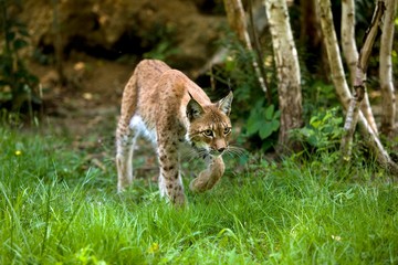Siberian Lynx, lynx lynx wrangeli, Adult walking on Grass