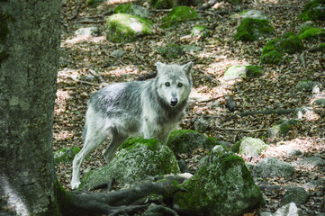 loup louve meute montagne bois foret environnement