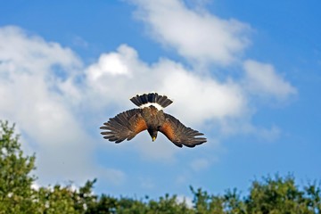 Harris Hawk, parabuteo unicinctus, Adult in Flight