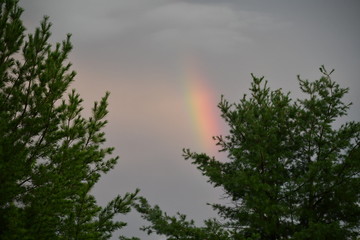 Small rainbow in the trees