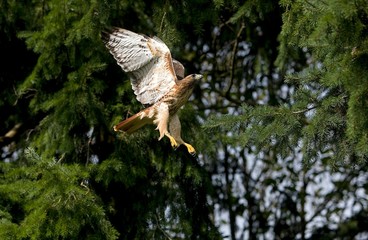 Red-Tailed Hawk, buteo jamaicensis, Adult in Flight
