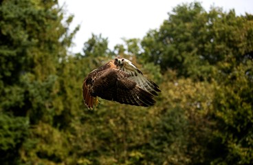 Red-Tailed Hawk, buteo jamaicensis, Adult in Flight