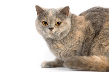 Blue Cream British Shorthair Domestic Cat, Female standing against White Background