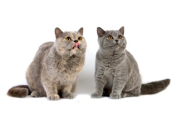 Fototapeta na wymiar Blue Cream British Shorthair Female with Kitten Blue British Shorthair Domestic Cat against White Background