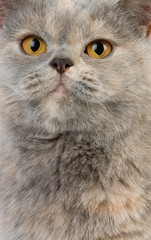 Blue Cream British Shorthair Domestic Cat, Female standing against White Background