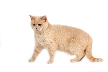 Obraz premium Cream British Shorthair Domestic Cat, Female standing against White Background