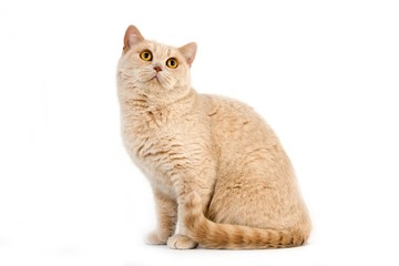 Cream British Shorthair Domestic Cat, Female standing against White Background