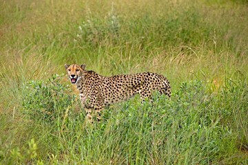 Cheetah, acinonyx jubatus, Adult standing in Long Grass, Namibia