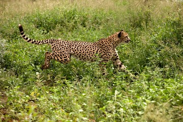 Cheetah, acinonyx jubatus, Adult standing in Long Grass, Namibia
