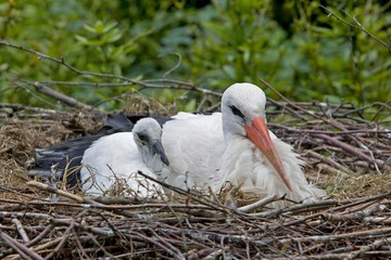 White Stork, ciconia ciconia, Adult with Chick on Nest