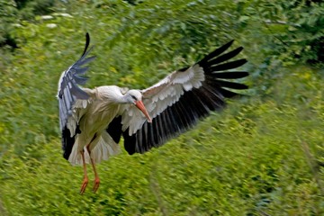 White Stork, ciconia ciconia, Adult in flight
