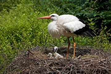 White Stork, ciconia ciconia, Adult with Chicks on Nest