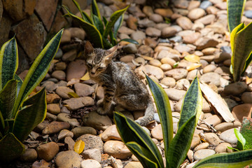 Kitten on the stone street