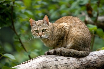 Naklejka na ściany i meble African Wildcat, felis silvestris lybica, Adult standing on Branch