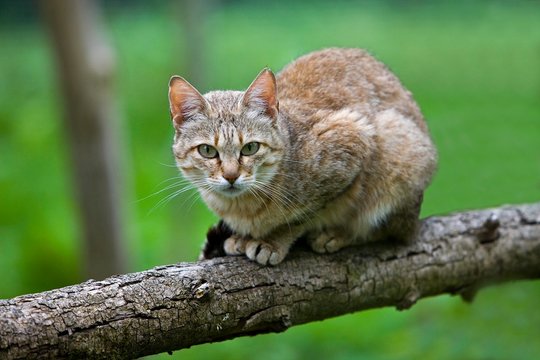 African Wildcat, Felis Silvestris Lybica, Adult Standing On Branch