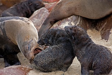 Fototapeta premium South African Fur Seal, arctocephalus pusillus, Female with two Youngs, Colony at Cape Cross in Namibia