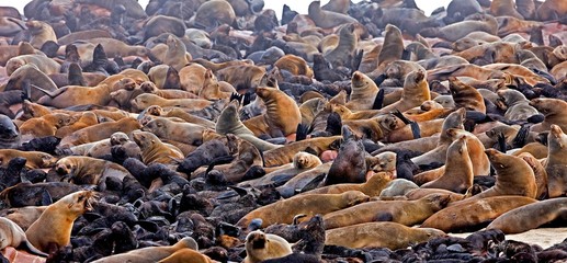 South African Fur Seal, arctocephalus pusillus, Females with Youngs, Colony at Cape Cross in Namibia