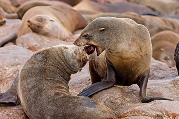 South African Fur Seal, arctocephalus pusillus, Females fighting, Colony at Cape Cross in Namibia