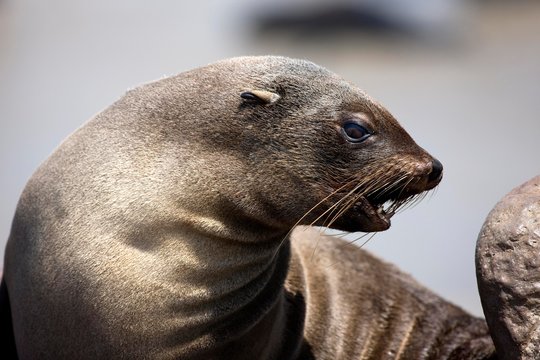South African Fur Seal, arctocephalus pusillus, Female, Cape Cross in Namibia