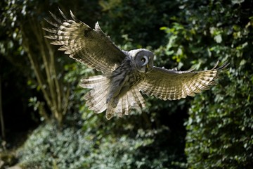Naklejka premium Great Grey Owl, strix nebulosa, Adult in Flight