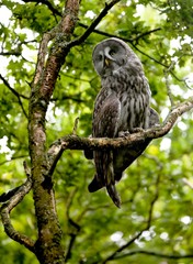 Great Grey Owl, strix nebulosa, Adult standing on Branch
