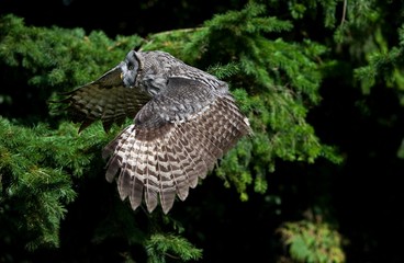 Great Grey Owl, strix nebulosa, Adult in Flight