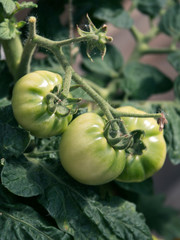 Green tomatoes ripening in vegetable garden