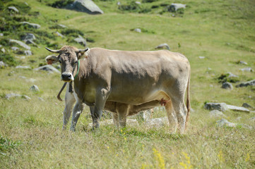 vache elevage troupeau agriculture paturage montagne