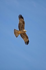 Black Kite, milvus migrans, Adult in Flight against Blue Sky