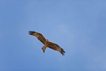 Fototapeta na wymiar Black Kite, milvus migrans, Adult in Flight against Blue Sky