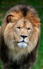 African Lion, panthera leo, Portrait of Male