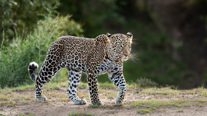 Female leopard side on walking in green bush in Masai Mara Kenya