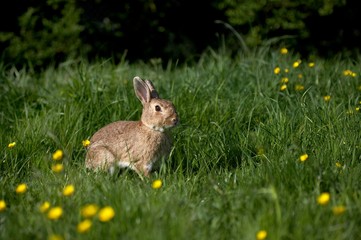 European Rabbit or Wild Rabbit, oryctolagus cuniculus, Adult standing in Yellow Flowers, Normandy
