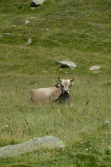 vache elevage troupeau agriculture paturage montagne