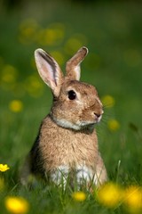 European Rabbit or Wild Rabbit, oryctolagus cuniculus, Adult standing in Yellow Flowers, Normandy