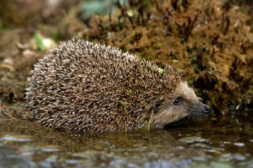 European Hedgehog, erinaceus europaeus, Adult standing in Water, Normandy © slowmotiongli