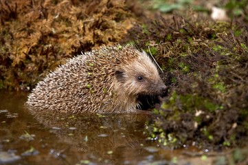 European Hedgehog, erinaceus europaeus, Adult standing in Water, Normandy © slowmotiongli