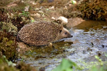 European Hedgehog, erinaceus europaeus, Adult standing in Water, Normandy © slowmotiongli