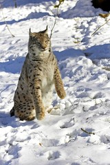 European Lynx or Eurasian Lynx, felis lynx, Adult standing in Snow