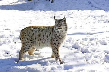 European Lynx or Eurasian Lynx, felis lynx, Adult standing in Snow © slowmotiongli
