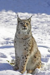 European Lynx or Eurasian Lynx, felis lynx, Adult sitting on Snow