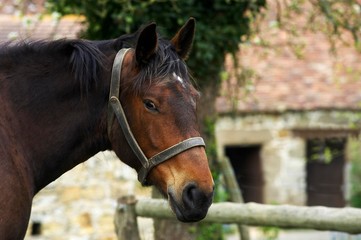 Cob Normand Horse, a Draft horse Breed from Normandy, Portrait with Halter