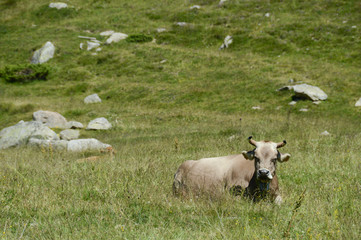 Obraz premium vache elevage troupeau agriculture paturage montagne